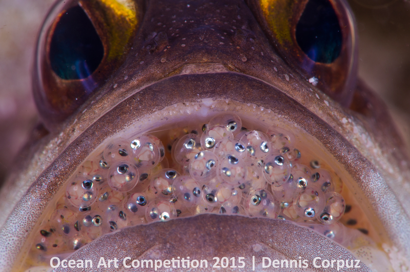Illustration for article titled These Photos Show the Alien Beauty of Life Underwater